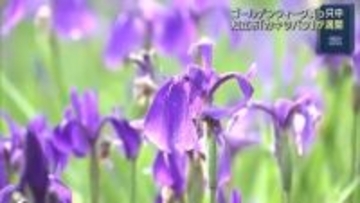 約3万株のカキツバタが満開　愛知県知立市の「八橋かきつばた園」