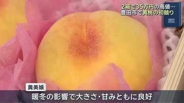 2箱35万円で黄桃「黄美娘」落札　暖冬で大きさ・甘みとも良好　愛知・豊田市の特産品
