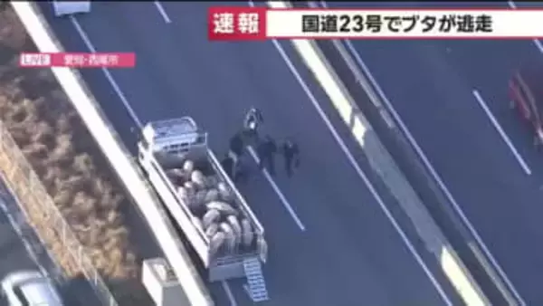 【速報】国道23号でブタ10頭以上が逃走　国道を通行止めにして警察などが捕獲作業中　愛知県西尾市