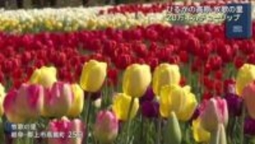 牧歌の里のチューリップ　20万本が見ごろ　岐阜県郡上市