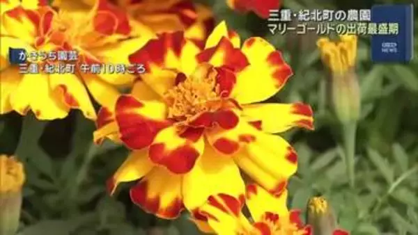 マリーゴールドの出荷が最盛期　色鮮やかな1万5000株が愛知の市場などへ　三重・紀北町