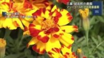 マリーゴールドの出荷が最盛期　色鮮やかな1万5000株が愛知の市場などへ　三重・紀北町