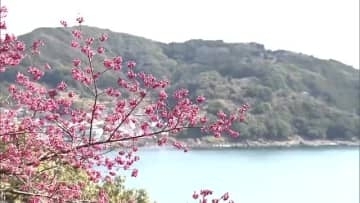 世界遺産「鬼ヶ城」のカンヒザクラが見ごろ　三重県熊野市