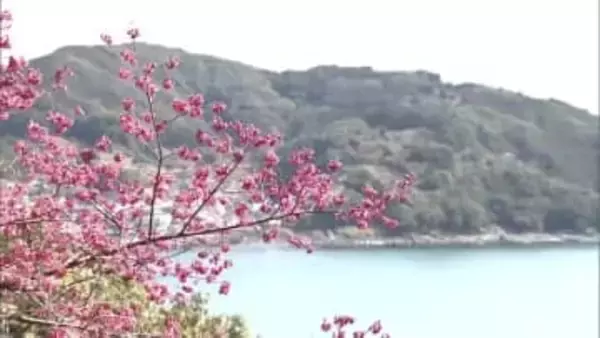 世界遺産「鬼ヶ城」のカンヒザクラが見ごろ　三重県熊野市