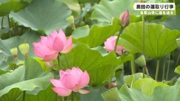 金峯山寺に蓮を送る　奥田の蓮取り行事