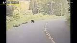 「ツキノワグマに注意！ 県ホームページ　目撃情報をマップで公開」の画像1