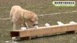 「被疑者や行方不明者を追跡　嘱託警察犬訓練競技会」の画像1
