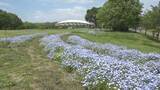 「馬見丘陵公園　ネモフィラ見ごろ」の画像1
