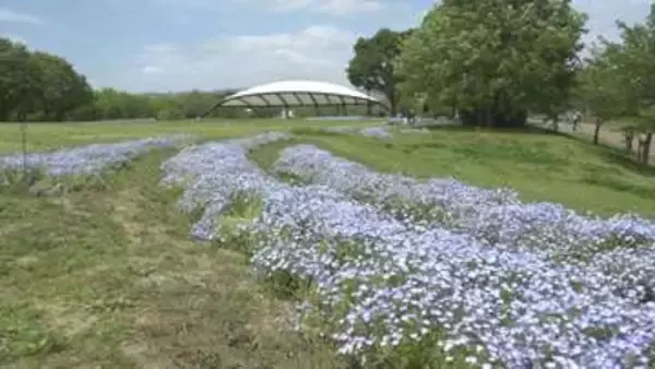 馬見丘陵公園　ネモフィラ見ごろ