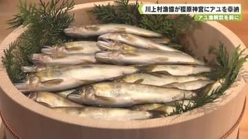 アユ漁解禁を前に　川上村漁協が橿原神宮にアユを奉納
