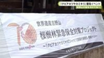 吉野山の桜を次の千年へ　「クビアカツヤカミキリ」啓発イベント