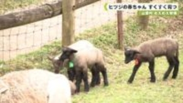 山添村　めえめえ牧場　ヒツジの赤ちゃん　すくすく育つ