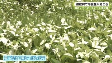 県のレッドデータブック　希少種　御杖村で半夏生が見ごろ