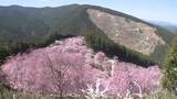 「東吉野村「高見の郷」　しだれ桜が見ごろ　花見客でにぎわう」の画像1