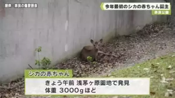 奈良公園　今年最初のシカの赤ちゃん誕生