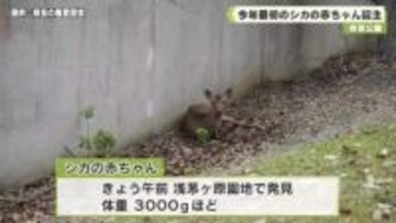 奈良公園　今年最初のシカの赤ちゃん誕生