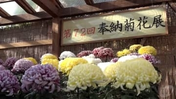大神神社「奉納菊花展」