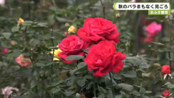 おふさ観音　秋のバラまもなく見ごろ