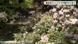 「室生寺でシャクナゲが鮮やかに咲く」の画像1