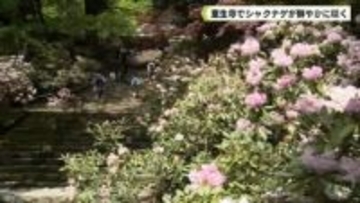 室生寺でシャクナゲが鮮やかに咲く