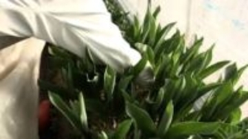 葛城市の生産者　春を先取り！チューリップの出荷　奈良