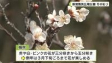 県営馬見丘陵公園　冬の彩り