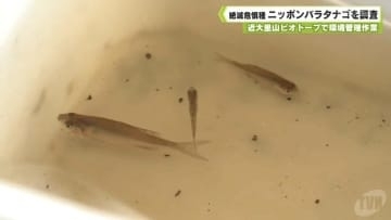 近大里山ビオトープで環境管理作業　絶滅危惧種ニッポンバラタナゴを調査