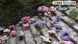 「大和観音 あぢさゐ回廊」の画像1