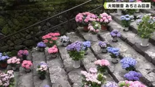 大和観音 あぢさゐ回廊