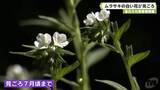 「春日大社萬葉植物園　ムラサキの白い花が見ごろ」の画像1