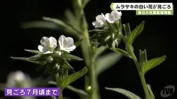 春日大社萬葉植物園　ムラサキの白い花が見ごろ