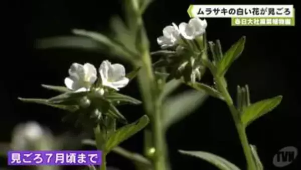 春日大社萬葉植物園　ムラサキの白い花が見ごろ