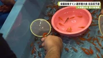 大和郡山市　夏の風物詩　全国金魚すくい選手権大会　奈良県予選