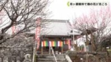 月ヶ瀬梅林で梅の花が見ごろ