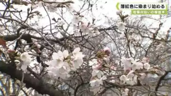 佐保川沿いの桜並木　薄紅色に染まり始める