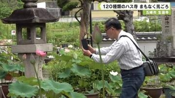五條市　生蓮寺　１２０種類のハス　まもなく見ごろ