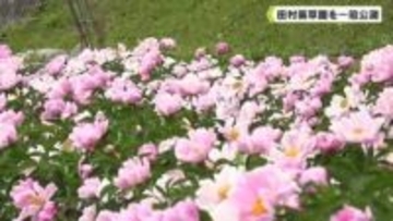 田村薬品工業　田村薬草園を一般公開