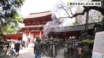 春日大社のしだれ桜満開