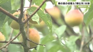奈良市月ヶ瀬　梅の実の収穫＆「梅仕事」体験