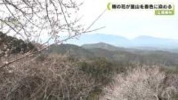 広橋梅　林梅の花が里山を春色に染める