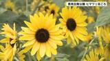 「馬見丘陵公園　ヒマワリ見ごろ」の画像1