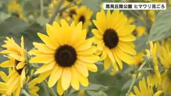 馬見丘陵公園　ヒマワリ見ごろ