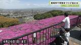 「ピンク色のじゅうたん　葛城市で芝桜まつりが始まる」の画像1