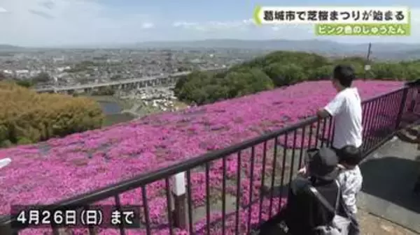 ピンク色のじゅうたん　葛城市で芝桜まつりが始まる