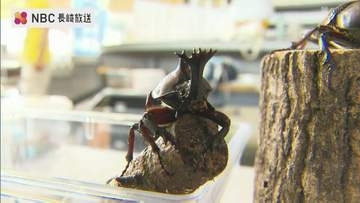 「嘘だろ…」角の先が8つに分かれた“キングカブト” 赤い目の希少個体…昆虫ショップ経営者が羽化させる