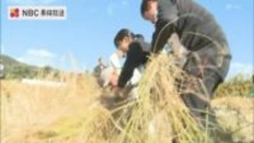 「美味しそうなので食べてみたい」地域に古くから伝わる「赤米」子どもたちが稲刈りに挑戦【長崎・対馬市】