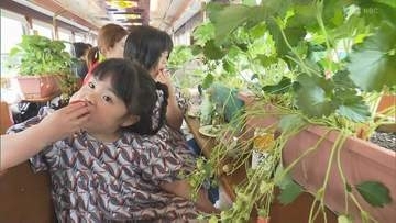応募総数1880人「目標は100個」路面電車でいちご狩りといちごサンド「いちご電車」で長崎県産ゆめのかを堪能