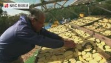 寒風と太陽が醸す甘み！ 糖度抜群「紅はるか」でつくる「ゆで干しかんころ」五島の冬の風物詩
