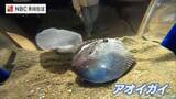 「「貝」なのに「タコ」？ 生きた姿は超貴重　謎多きアオイガイが佐世保市「海きらら」で展示　生きた姿を見られるのは「奇跡的な機会」」の画像1