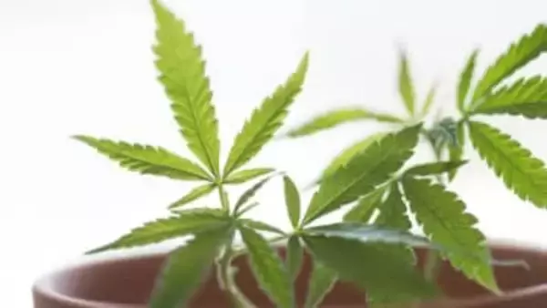 植木鉢で大麻栽培　「CBDは効かない…」40歳男が公判で語った"多発性硬化症"とは